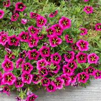 Petunia et Calibrachoa - 3 Mini-pétunias good night kiss - Calibrachoa cabaret® 'good night kiss'