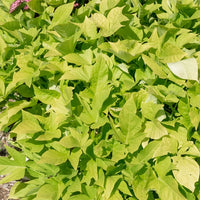 3 Ipomées Sweet Caroline Green - Ipomoea batatas 'sweet caroline green' - Bakker