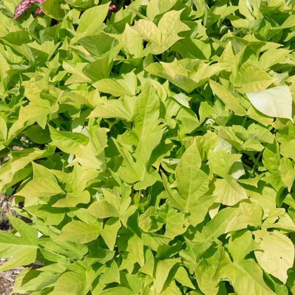 3 Ipomées Sweet Caroline Green - Ipomoea batatas 'sweet caroline green' - Bakker