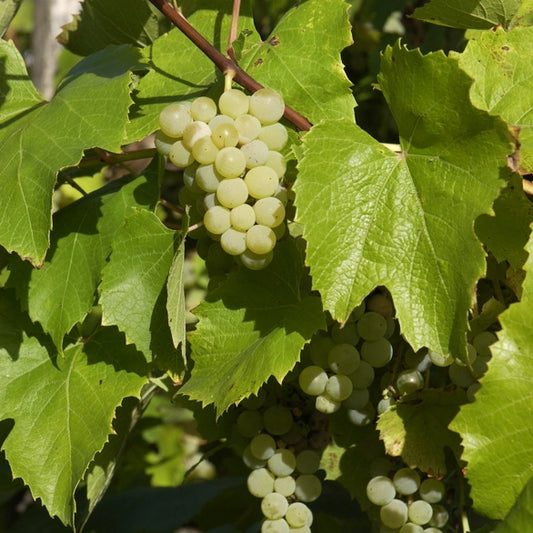Bakker - Vigne Bianca - Vitis 'bianca' - Fruitiers