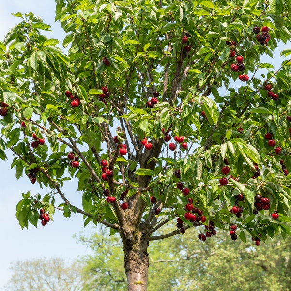 Cerisier Birageau Hedelfinger - Prunus avium 'Hedelfinger' - Bakker
