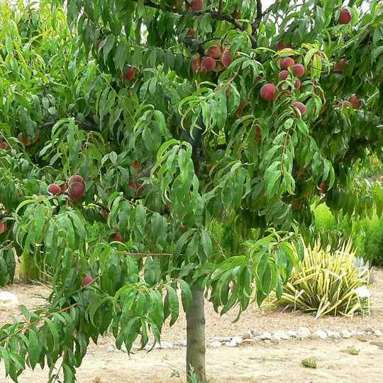 Pêcher Dixired - Prunus persica 'dixi red' - Bakker