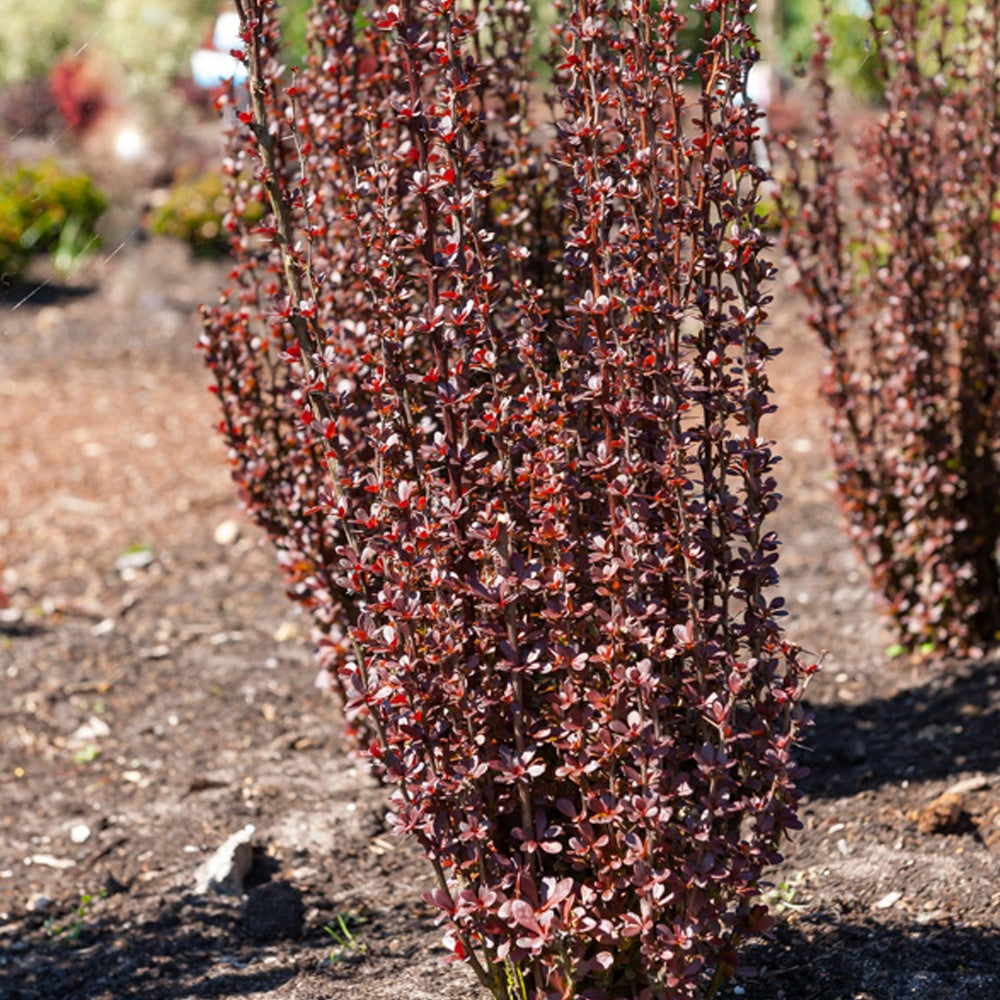 Bakker - Epine-vinette de Thunberg Helmond Pillar - Berberis thunbergii 'helmond pillar' - Haies