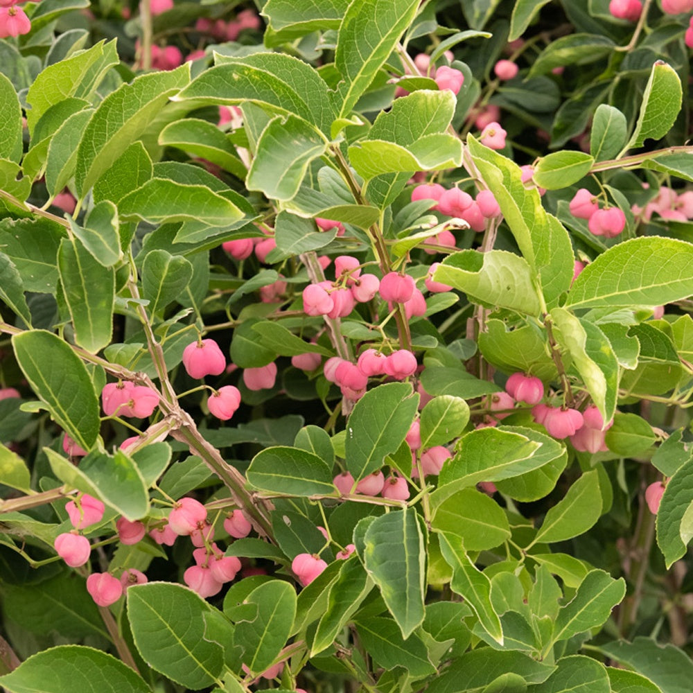 Fusain de Chine Euonymus phellomanus - Bakker