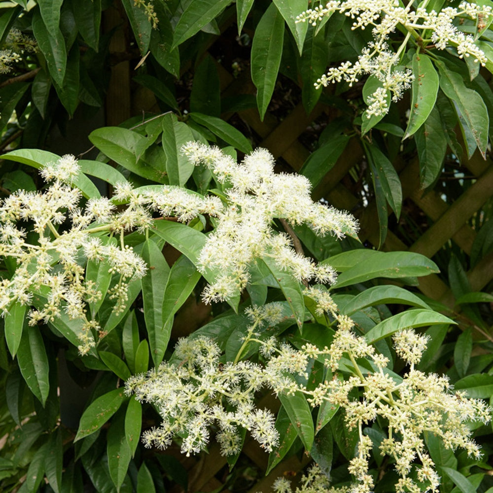 Piléostégia à feuilles de viorne - Pileostegia viburnoides - Bakker