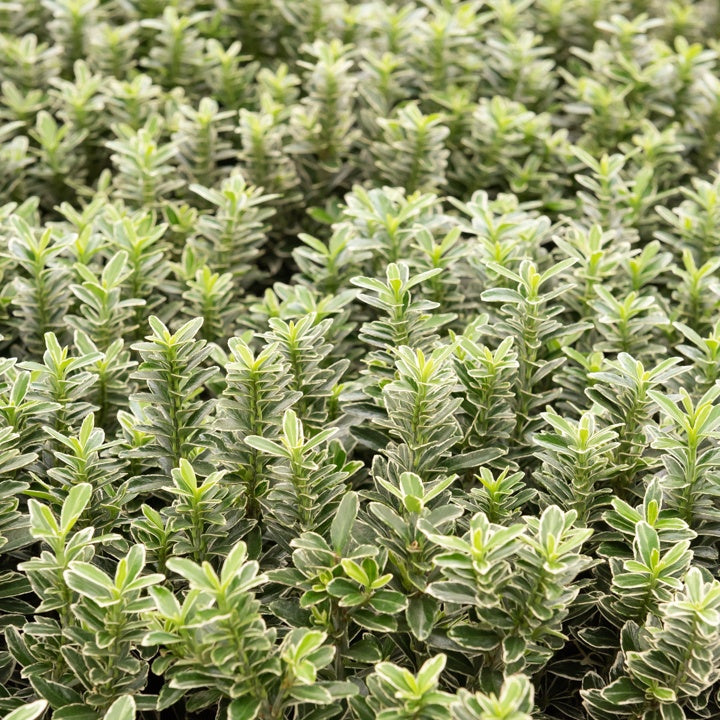Fusain du Japon Microphyllus Albovariegatus - Bakker