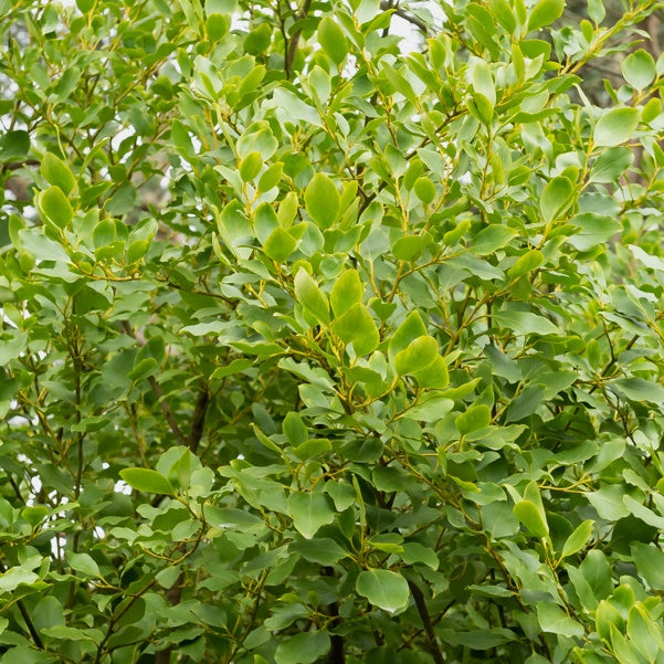 3 Grisélines lucida - Griselinia littoralis 'redge' - Bakker