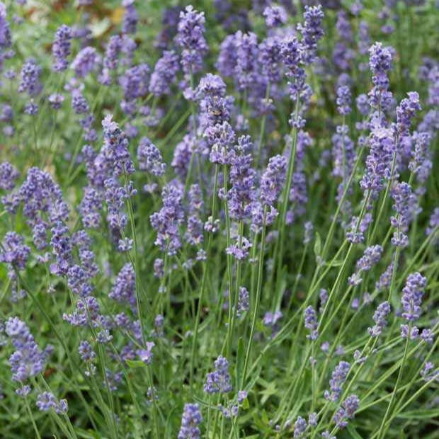 Lavandin Dutch - Lavandula x intermedia Dutch - Bakker