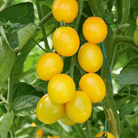 Plant Tomate Cerise Gusta Mini Yellow F1 - Bakker.com | France