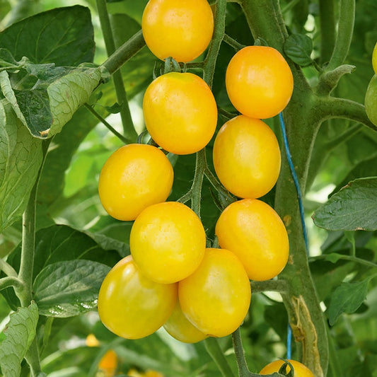 Plant Tomate Cerise Gusta Mini Yellow F1 - Bakker