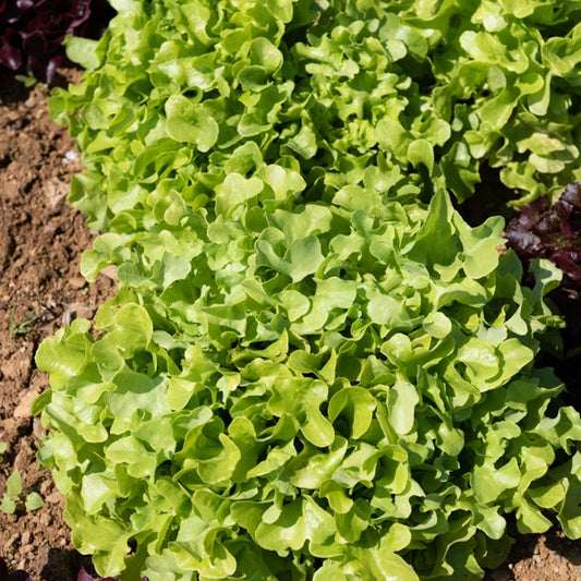 6 Plants de Laitue à feuilles de chêne blonde - Bakker