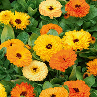 Calendula officinalis - Soucis doubles en mélange - Graines de fleurs annuelles