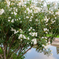 Bakker - Laurier-rose  à fleurs blanches - Nerium oleander white - Plantes d'extérieur