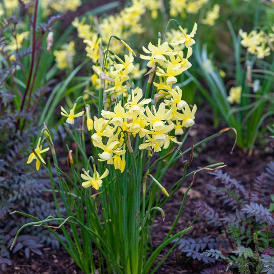 Bakker - 10 Narcisses Hawera - Narcissus 'hawera' - Bulbes à fleurs