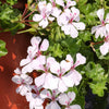Bakker - Géranium lierre blanc - Pelargonium peltatum