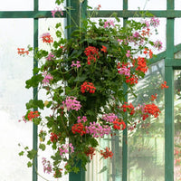 3 Géraniums-lierre rouges - Pelargonium peltatum - Pour pot et balconnière