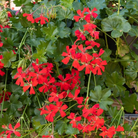 3 Géraniums-lierre rouges - Bakker