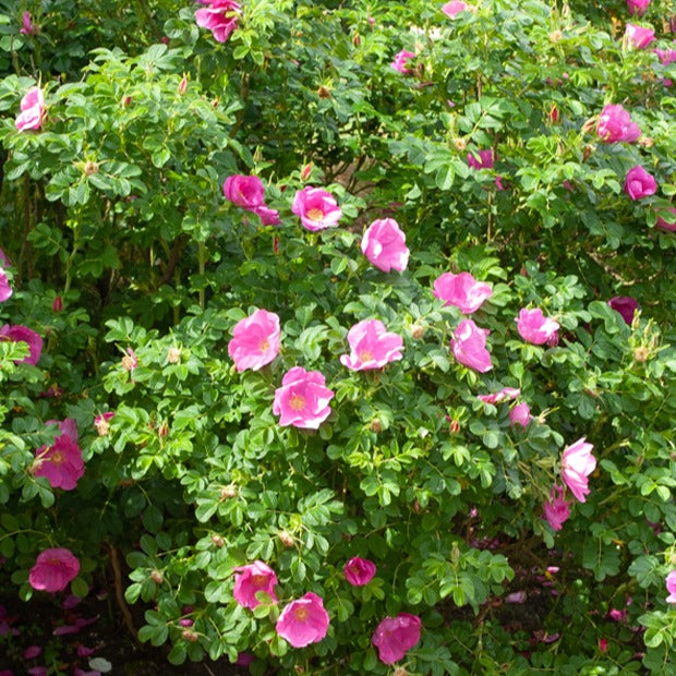 2 Rosiers rugueux rose foncé (pot) - Bakker