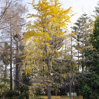 Arbre aux 40 écus - Ginkgo biloba