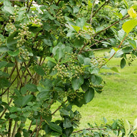Arbustes - Aronia à fruits noirs - Aronia melanocarpa