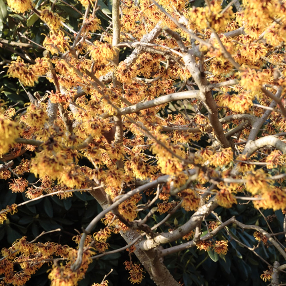 Hamamélis intermedia Orange Beauty - Hamamelis intermedia Orange Beauty - Bakker