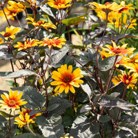 Héliopsis faux hélianthe - Bakker