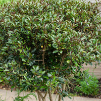 Bakker - Osmanthe à feuilles de houx Purpureus - Osmanthus heterophyllus 'purpureus' - Terrasses et balcons