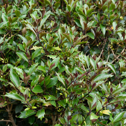 Bakker - Osmanthe à feuilles de houx Purpureus - Osmanthus heterophyllus 'purpureus'