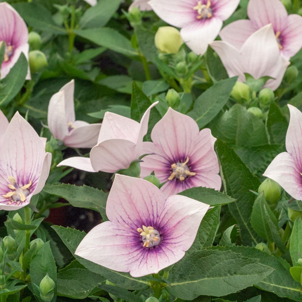 Platycodon à grandes fleurs 'Pink' - Bakker