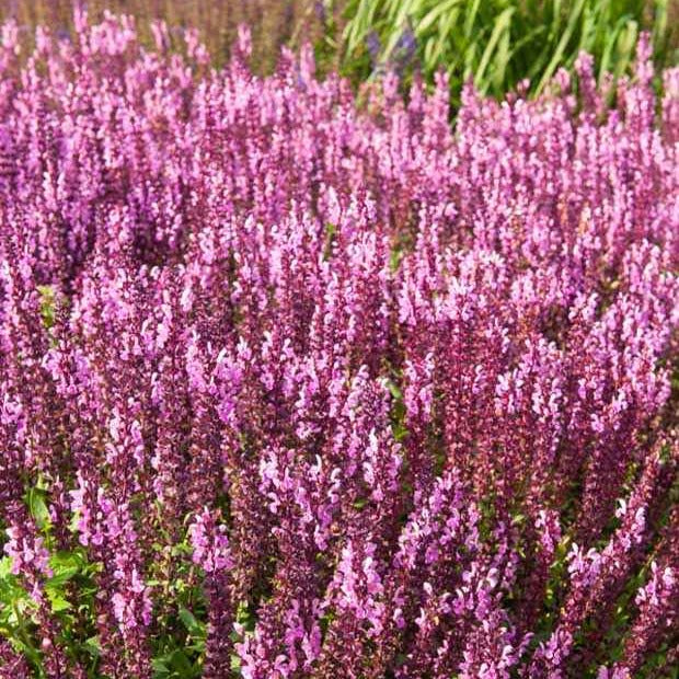Salvia nemorosa sensation pink - Sauge des bois rose clair - Sauges