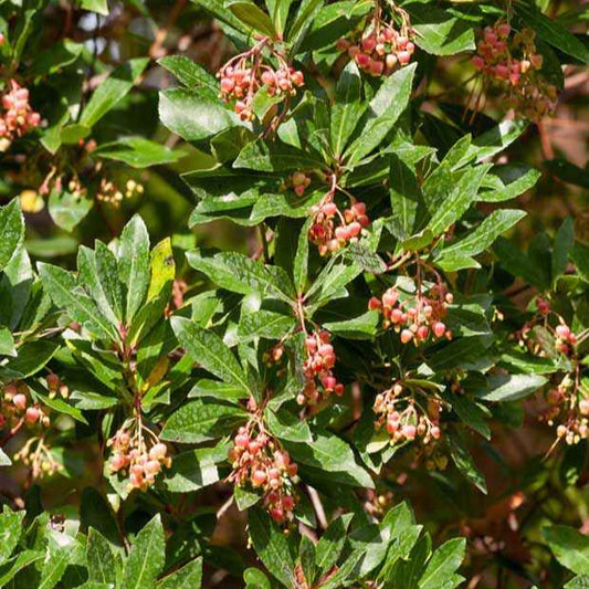 Arbousier Rubra - Bakker.com | France