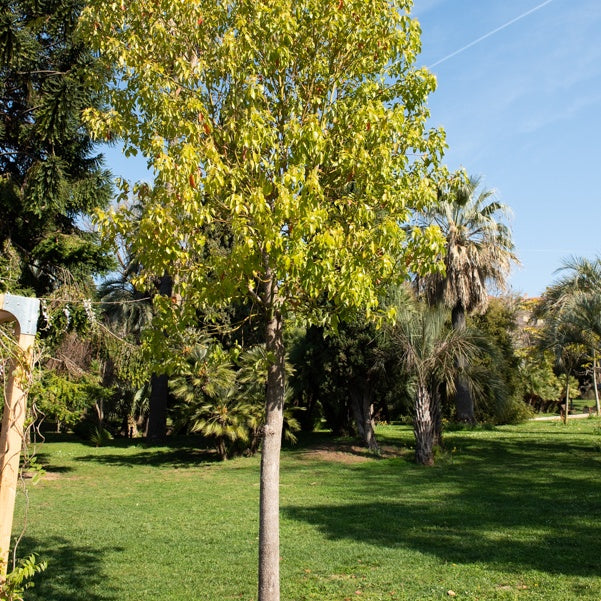 Camphrier - Cinnamomum camphora - Bakker