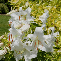 4 Lis orientaux Casa Blanca - Bakker