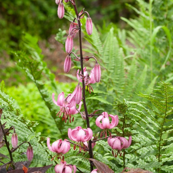 Lys 'Pink morning' - Bakker