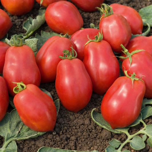 3 Plants de Tomate allongée Roma VF