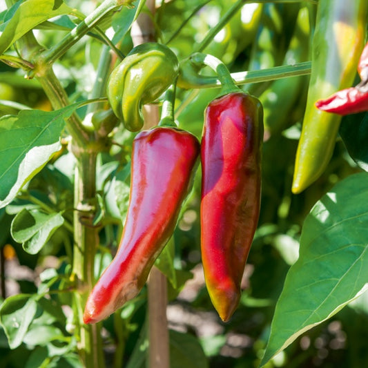 3 Plants de Piment Gorria - Bakker