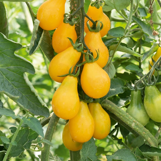 Bakker - 3 Plants de Tomate Cerise Yellow Pearshed - Potager