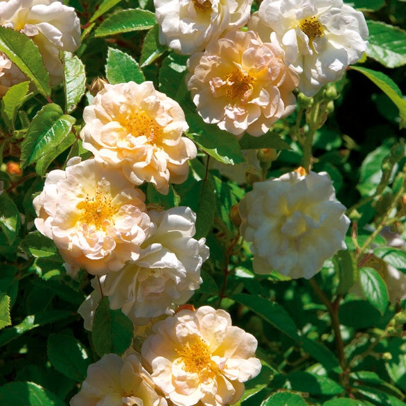 Rosa Ghislaine de Féligonde - Rosier Ghislaine de Féligonde - Rosiers - racines nues