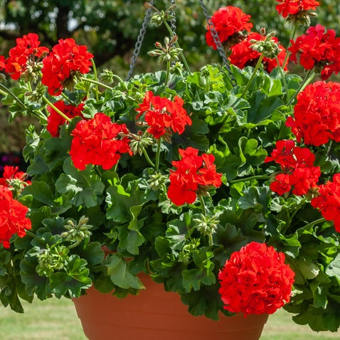 Pelargonium peltatum red - Géranium lierre double rouge - Géranium - Pélargonium