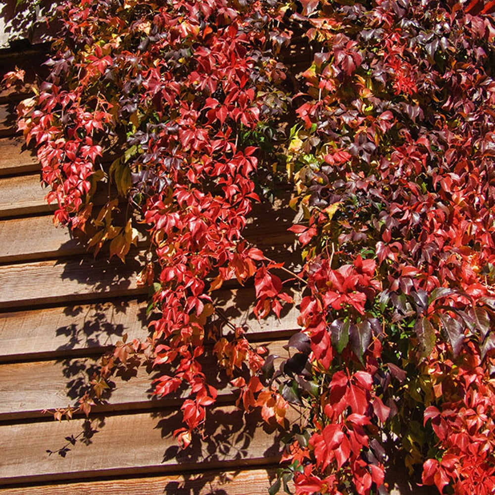 Parthenocissus quinquefolia 'engelmannii' - Vigne vierge d'Engelmann - Plantes rustiques