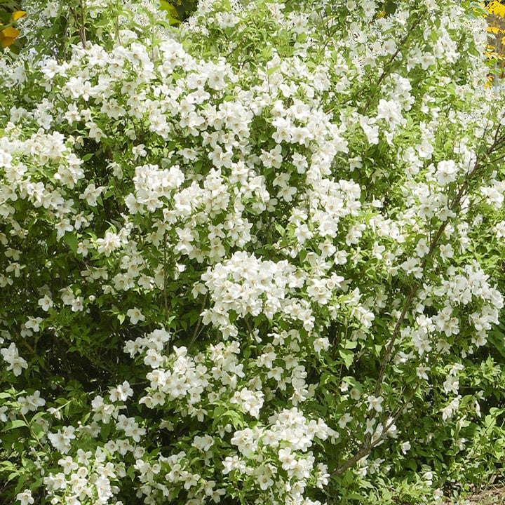 Bakker - Seringat virginal Philadelphus - Philadelphus virginal - Arbustes