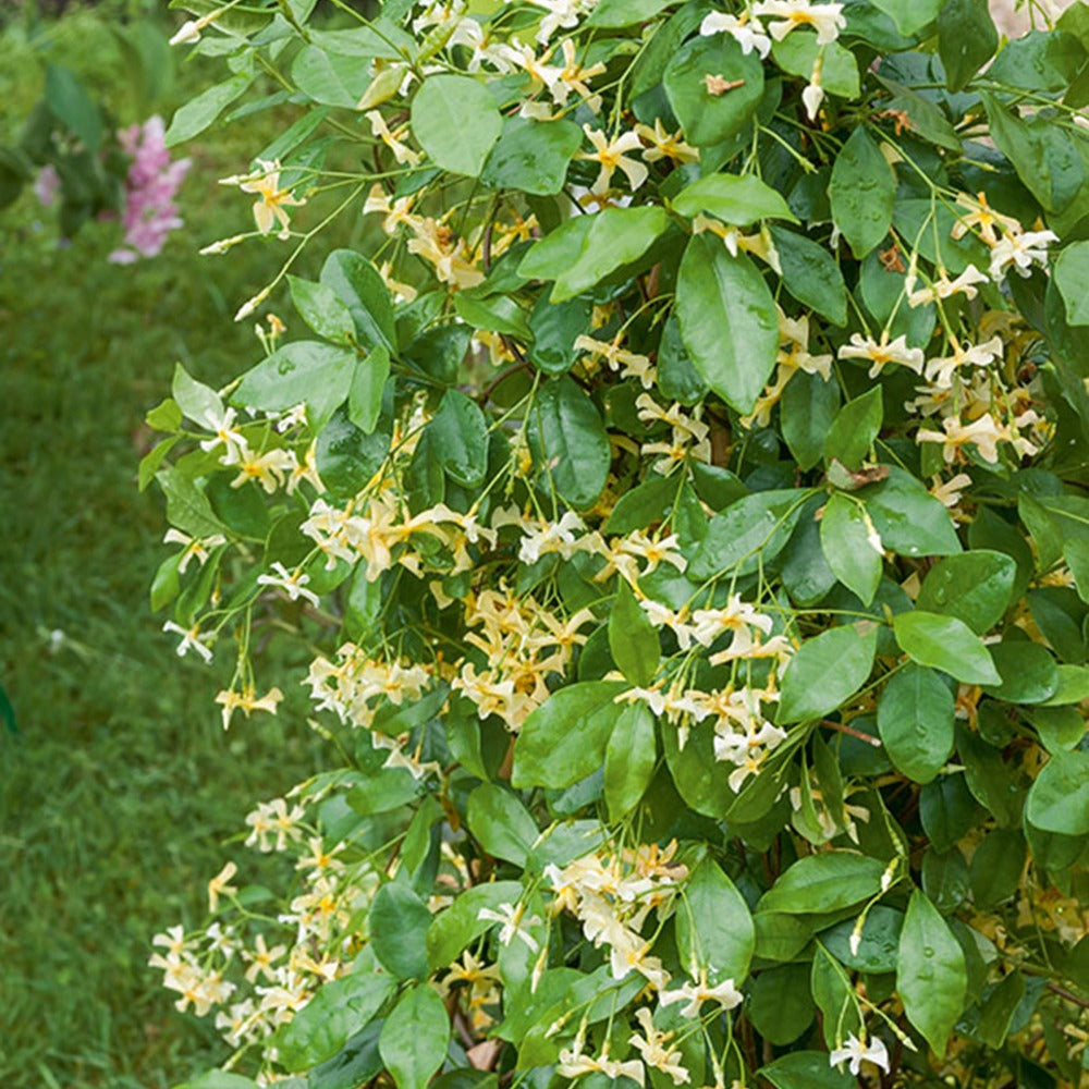 Trachelospermum jasminoides Star of Toscane - Jasmin étoilé 'Star of Toscane' - Jasmin étoilé - Trachelospermum