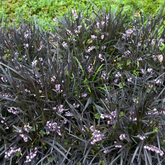 Vente Ophiopogon noir Niger
