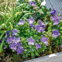 Campanula carpatica - Campanule des Carpates - 