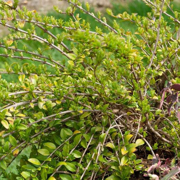 Arbustes de haie - Chèvrefeuille à feuilles de buis 'Maigrün' - Lonicera nitida Maigruen