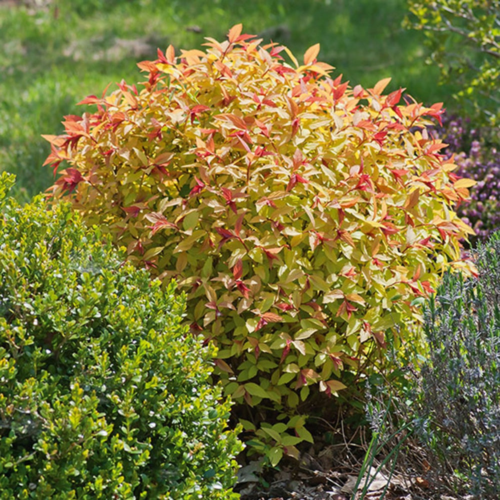 Arbustes de haie - Spirée 'Goldflame' - Spiraea japonica goldflame