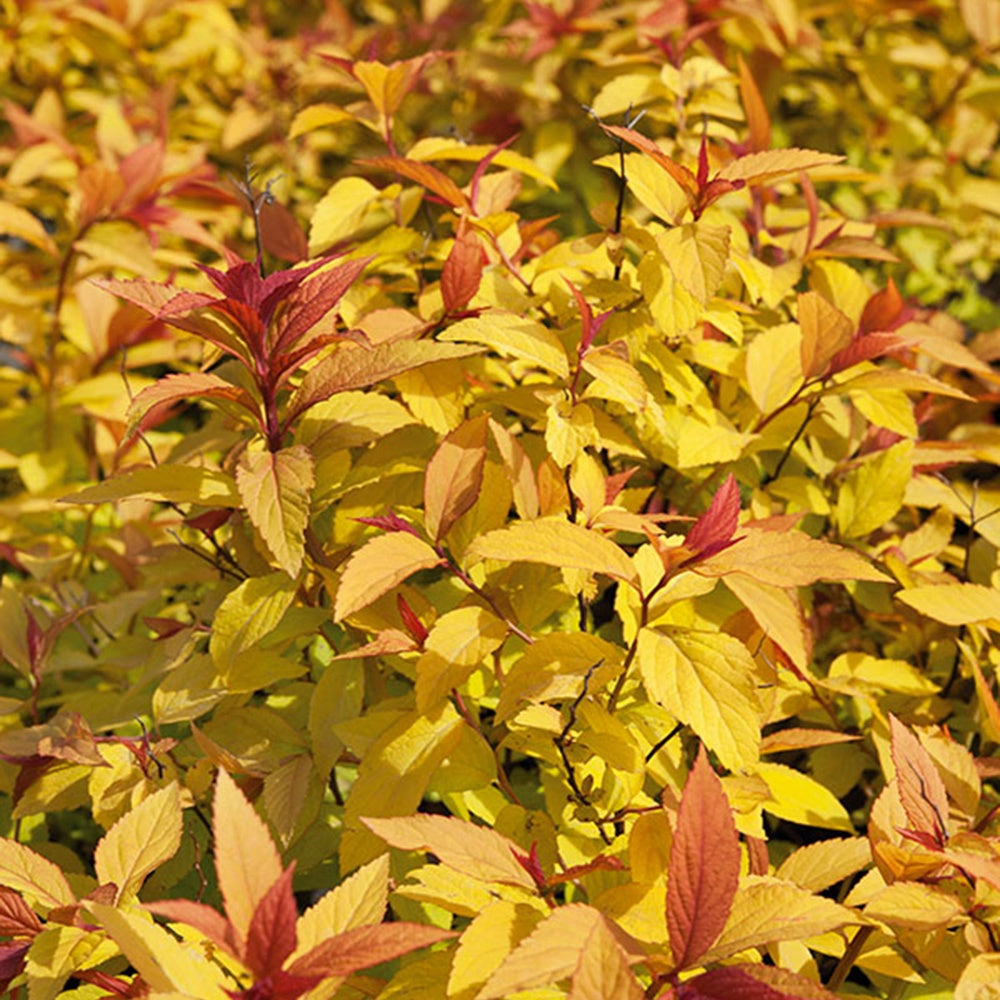 Vente Spirée 'Goldflame' - Spiraea japonica goldflame
