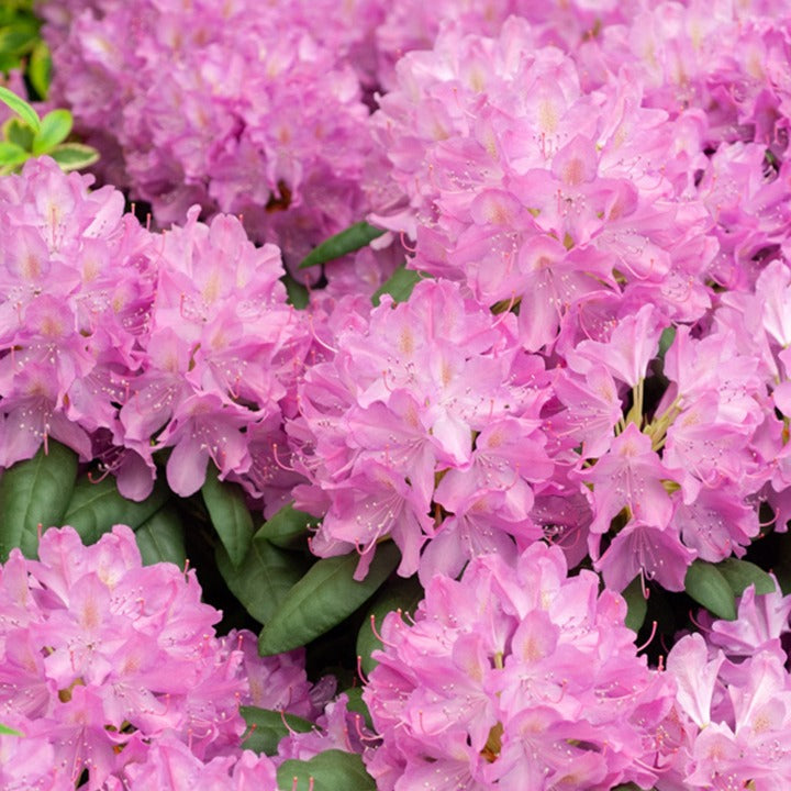 Bakker - Rhododendron Roseum Elegans - Rhododendron roseum elegans - Arbustes et vivaces