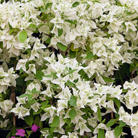 Bougainvillier - Bougainvillier blanc - Bougainvillea white