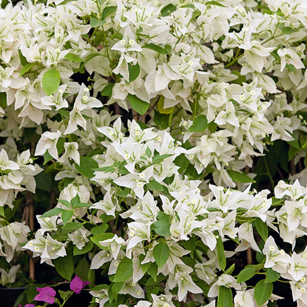 Bougainvillea white - Bougainvillier blanc - Bougainvillier